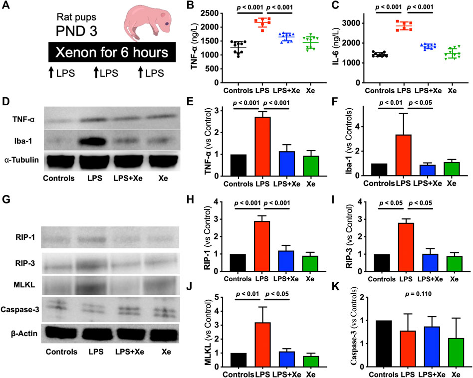 Frontiers Xenon Attenuated Neonatal Lipopolysaccharide Exposure