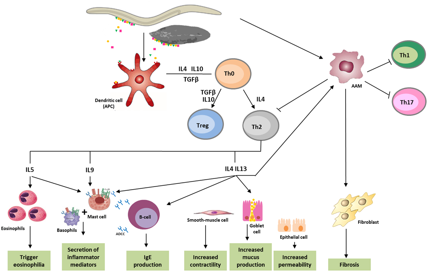 Frontiers The Role Of Extracellular Vesicles In Modulating The Host Immune Response During