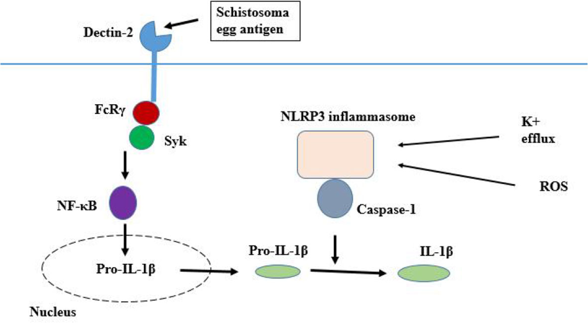 Frontiers Pattern Recognition Receptor Signaling And Innate Immune