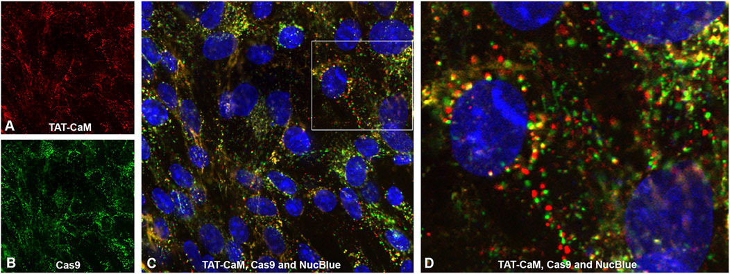 A Reversible Cell Penetrating Peptide Cargo Linkage Allows Dissection