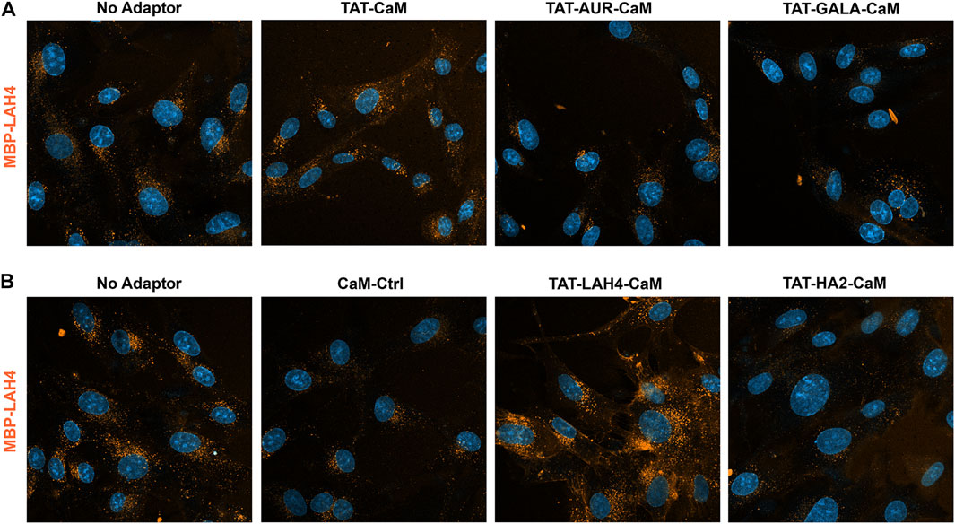 A Reversible Cell Penetrating Peptide Cargo Linkage Allows Dissection