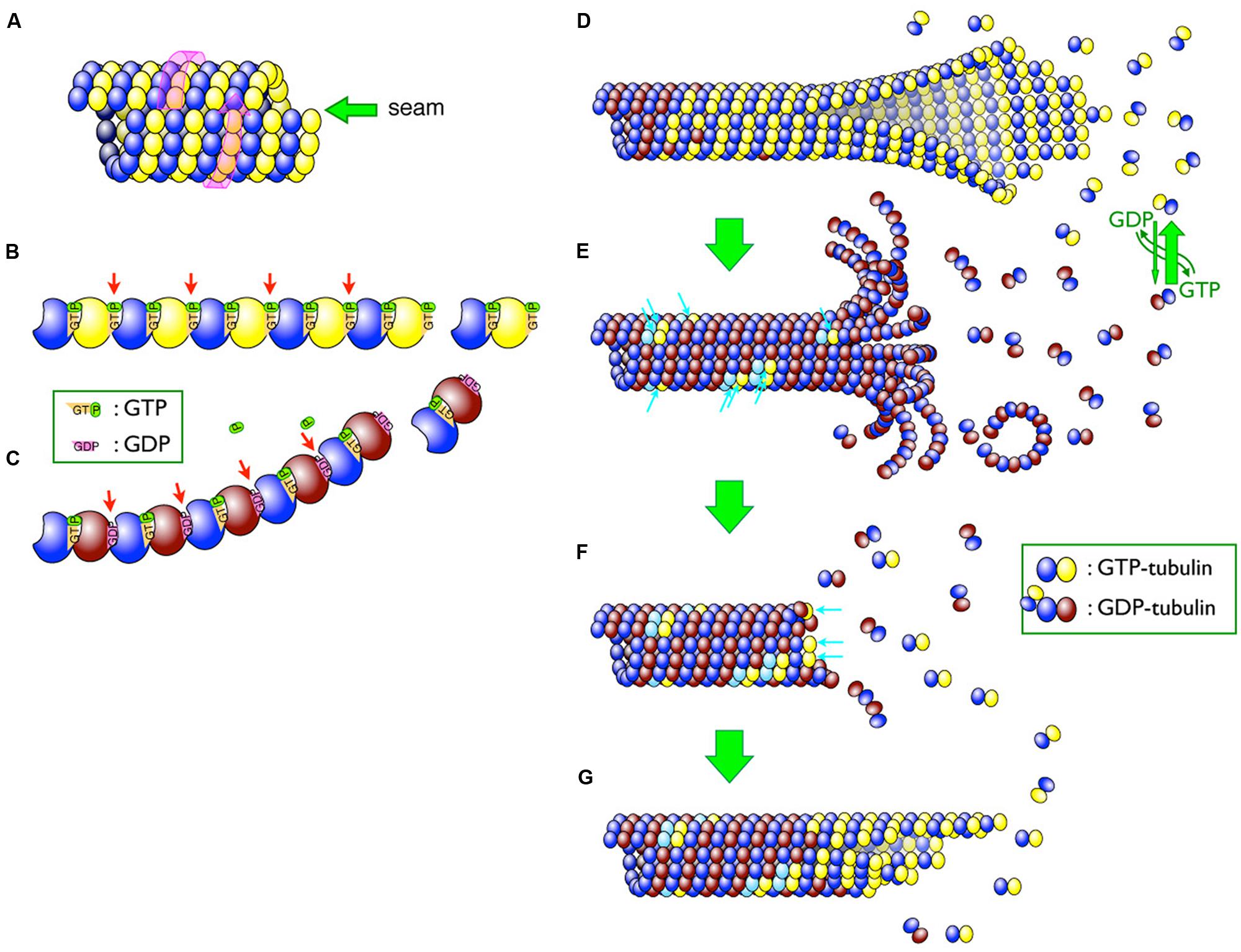 the role of dynamic instability in microtubule organization