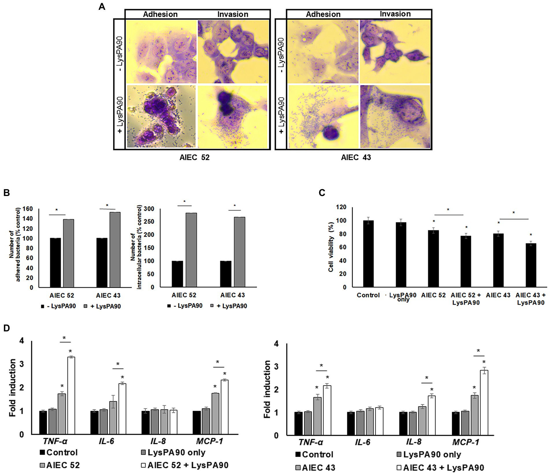 Frontiers Motility Increase Of Adherent Invasive Escherichia Coli