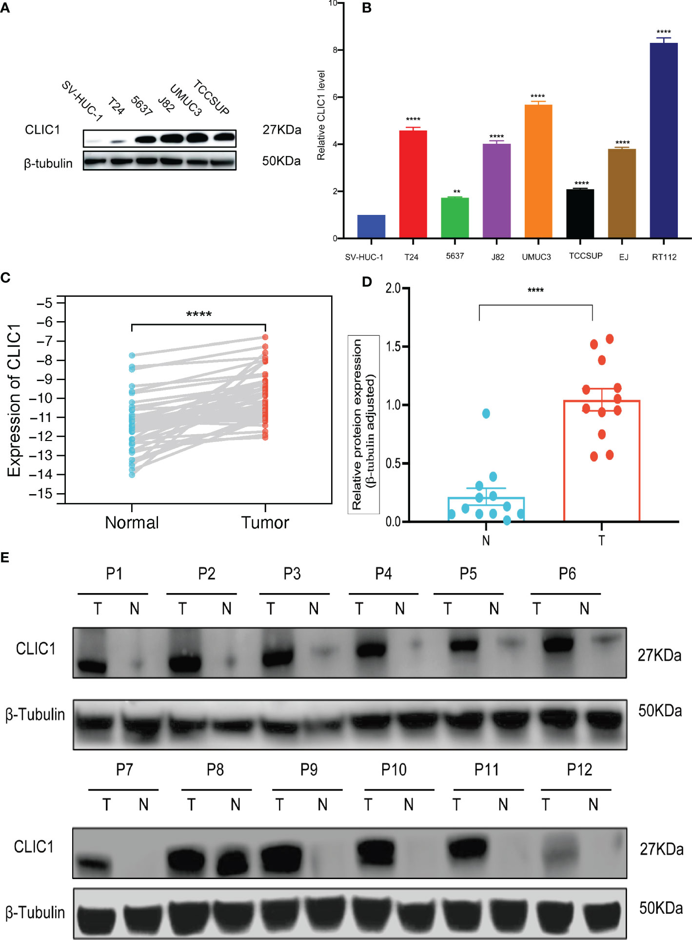 Frontiers Label Free LC MS MS Proteomics Analyses Reveal CLIC1 As A