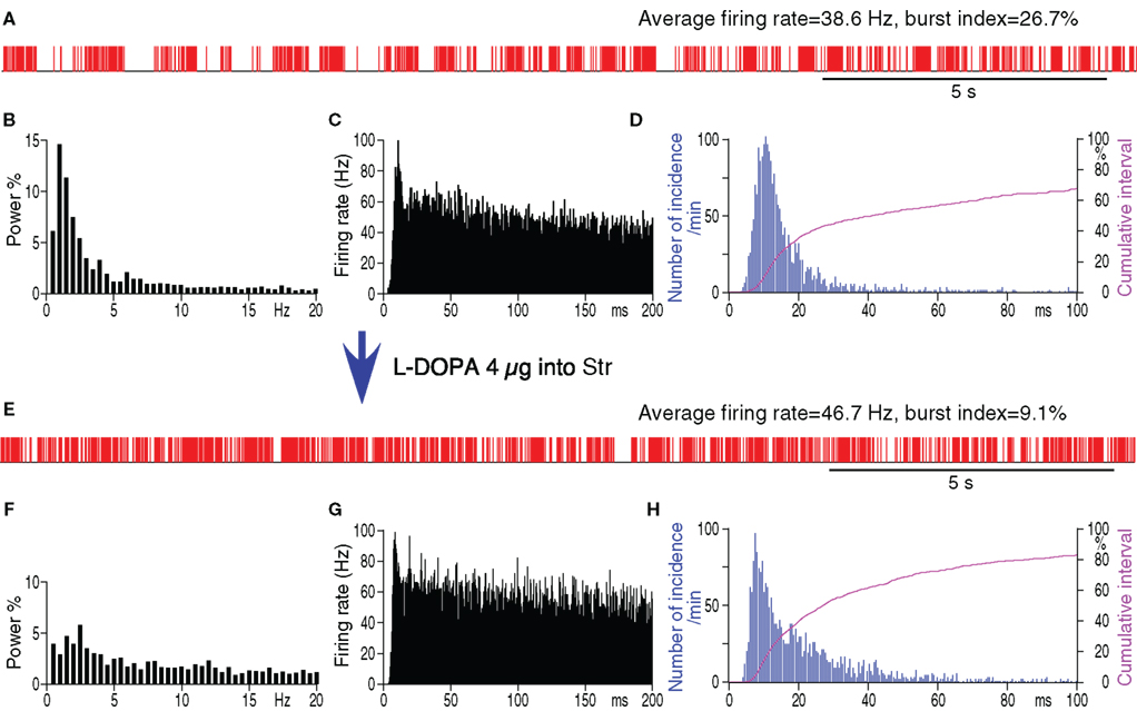 in the pause and burst generation in the globus pallidus of 6