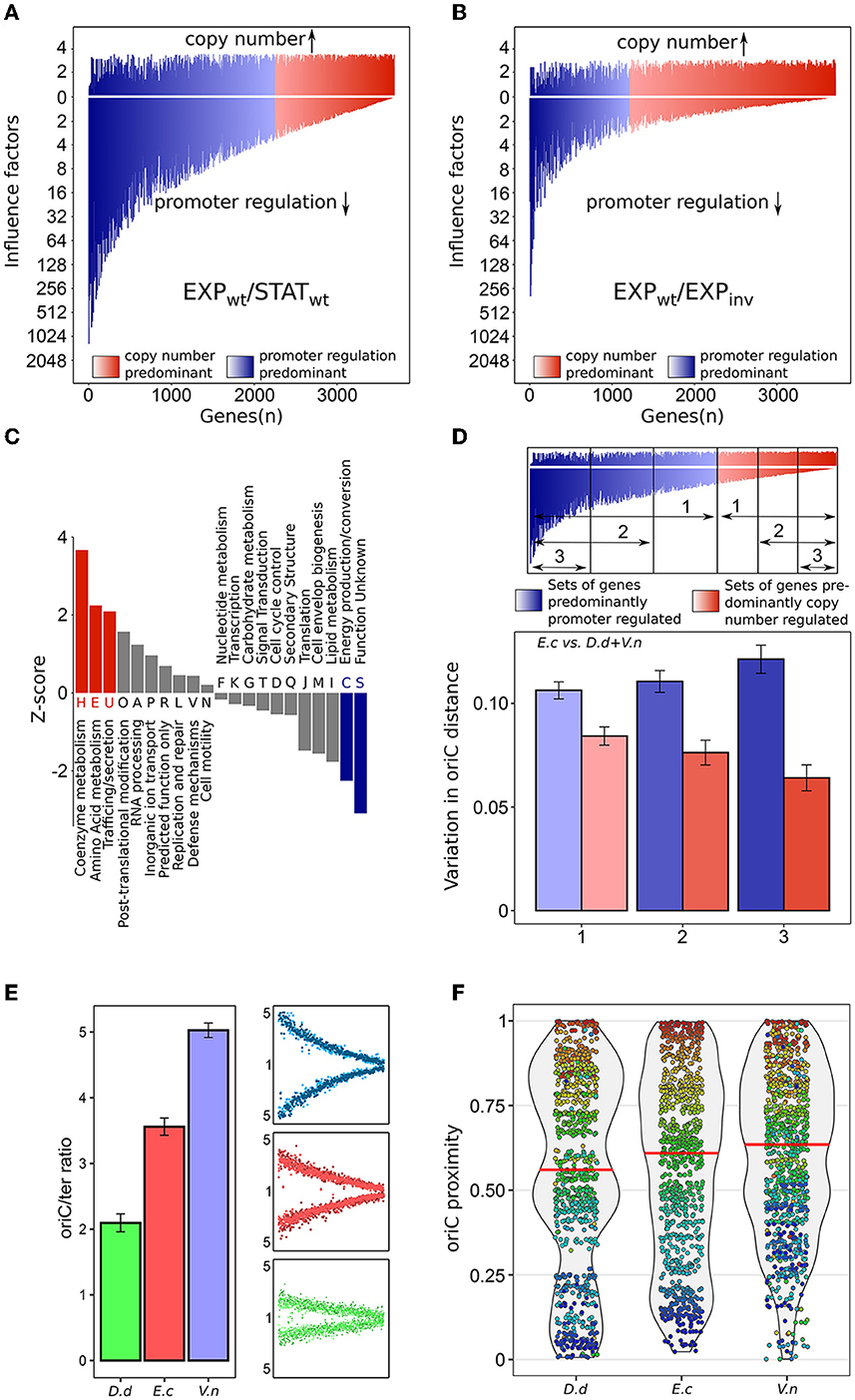 Frontiers The Role Of Replication Induced Chromosomal Copy Numbers In