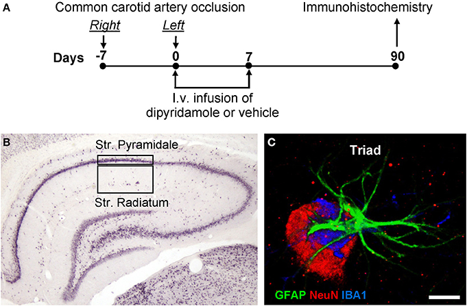 the neuron-astrocyte-microglia triad in a rat model of chronic