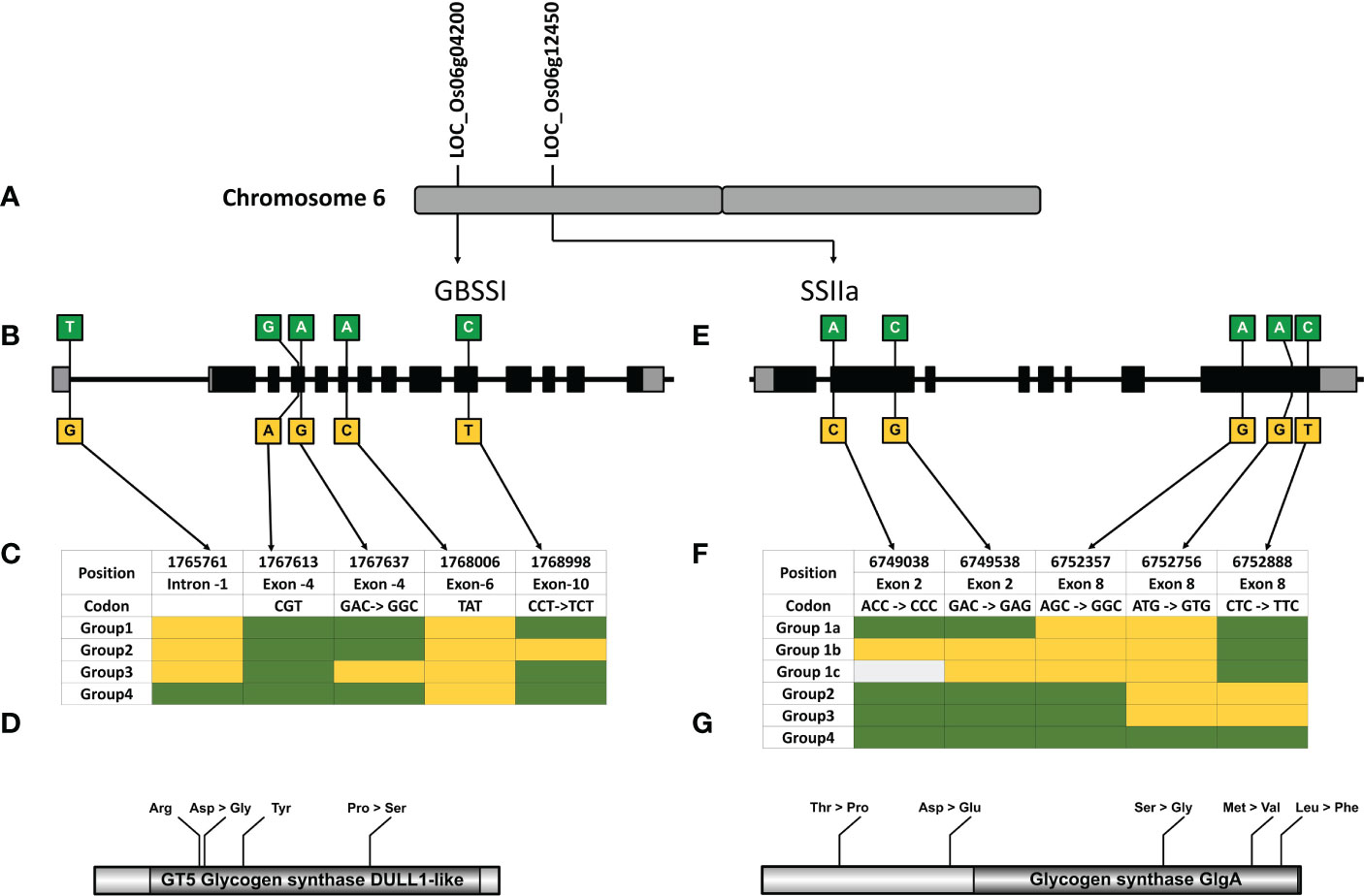 Frontiers Meta QTL And Haplo Pheno Analysis Reveal Superior Haplotype