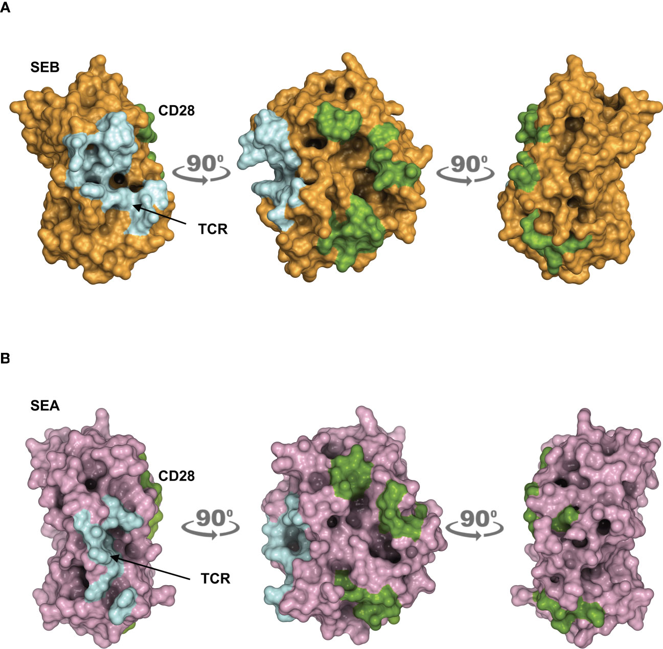 Frontiers Bivalent Binding Of Staphylococcal Superantigens To The TCR