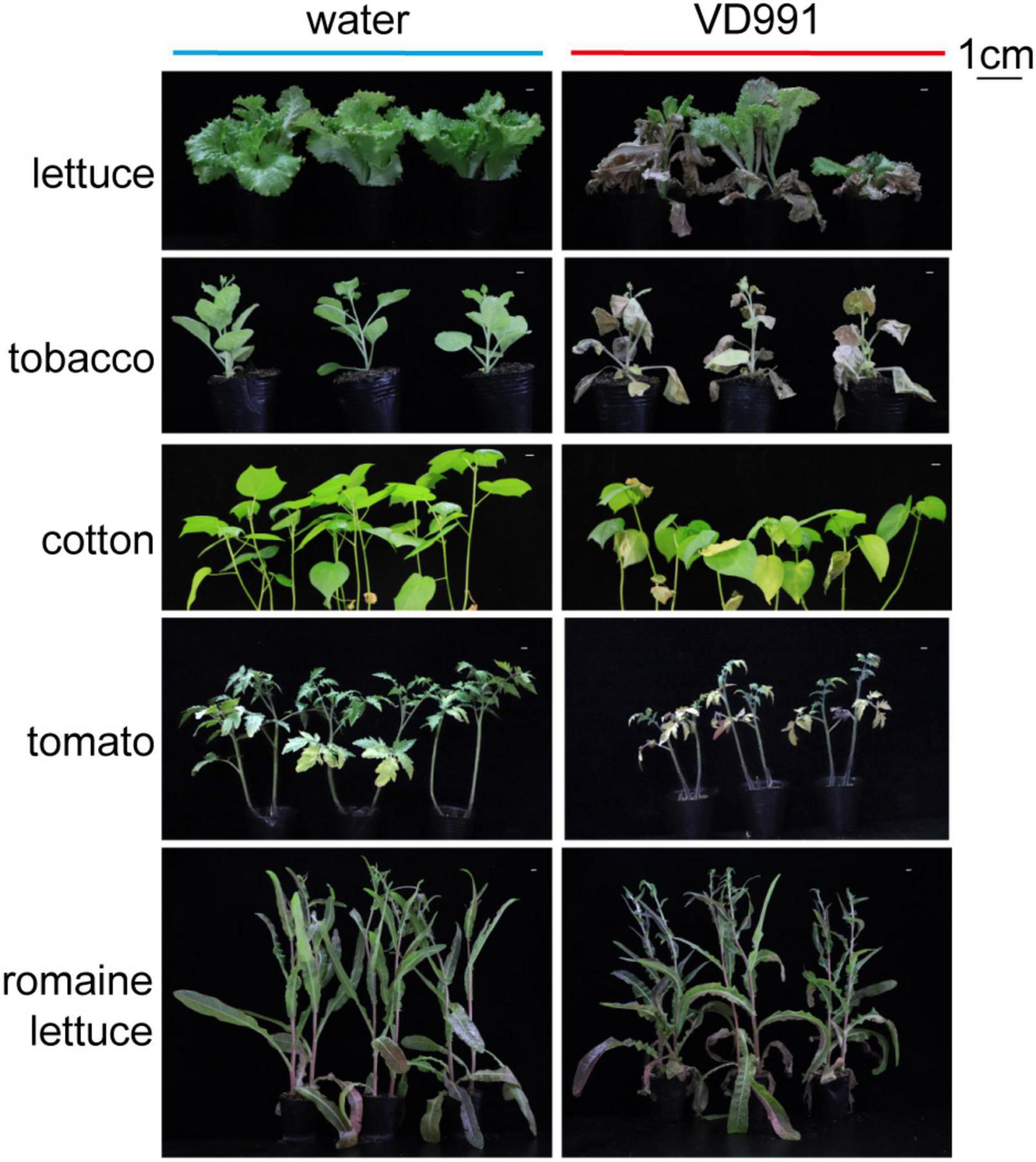 Frontiers High Quality Genome Assembly Of Verticillium Dahliae Vd