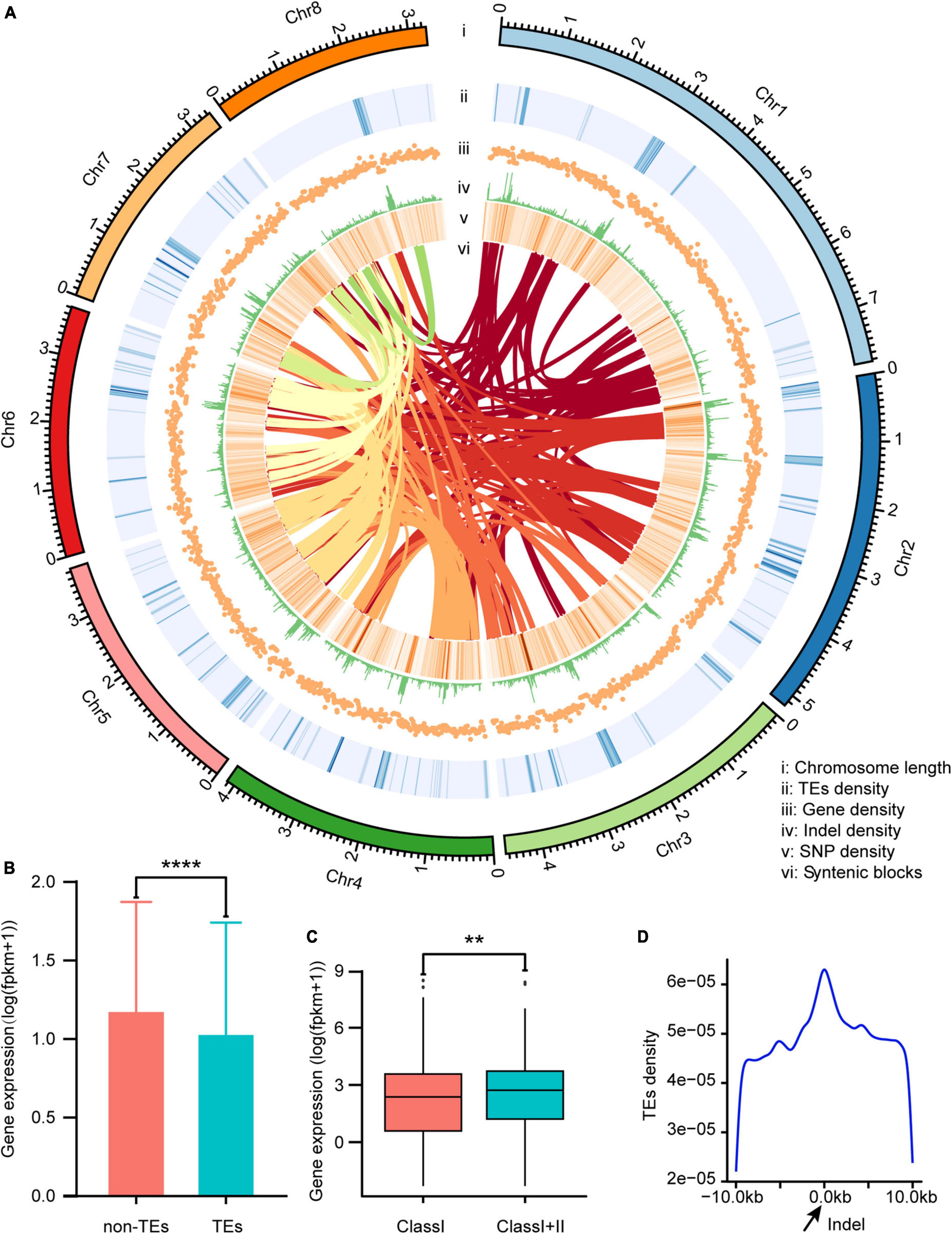 Frontiers High Quality Genome Assembly Of Verticillium Dahliae Vd