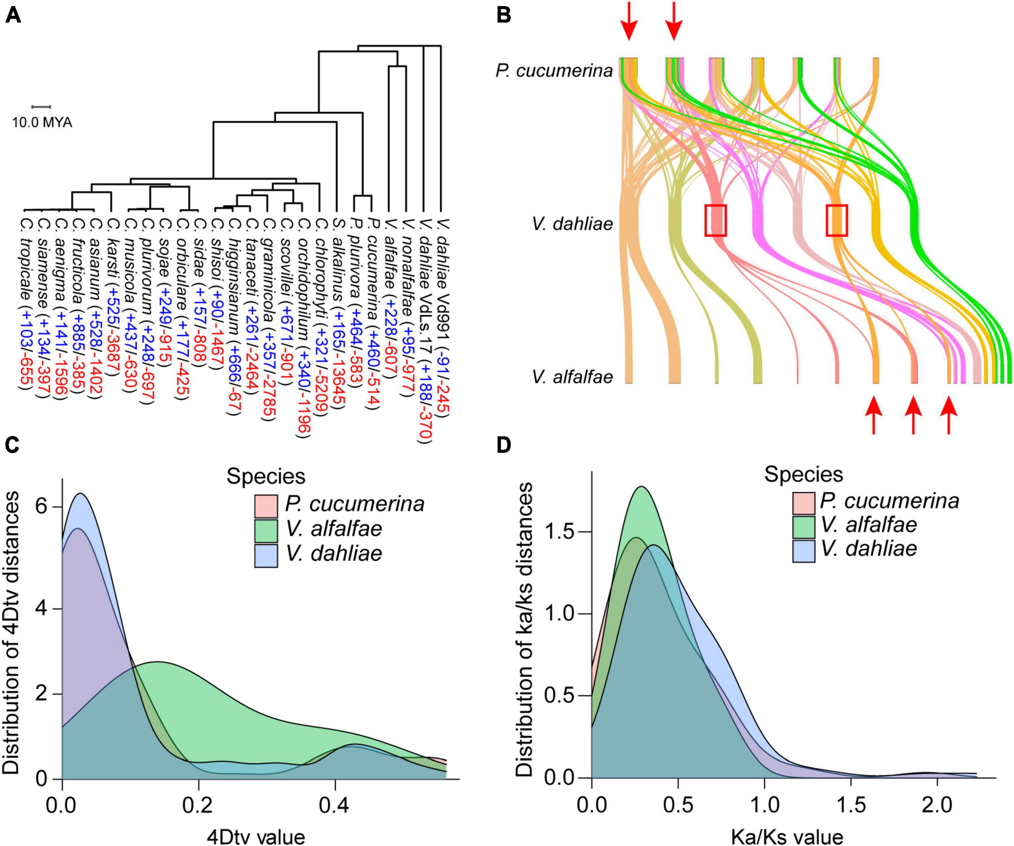 Frontiers High Quality Genome Assembly Of Verticillium Dahliae Vd