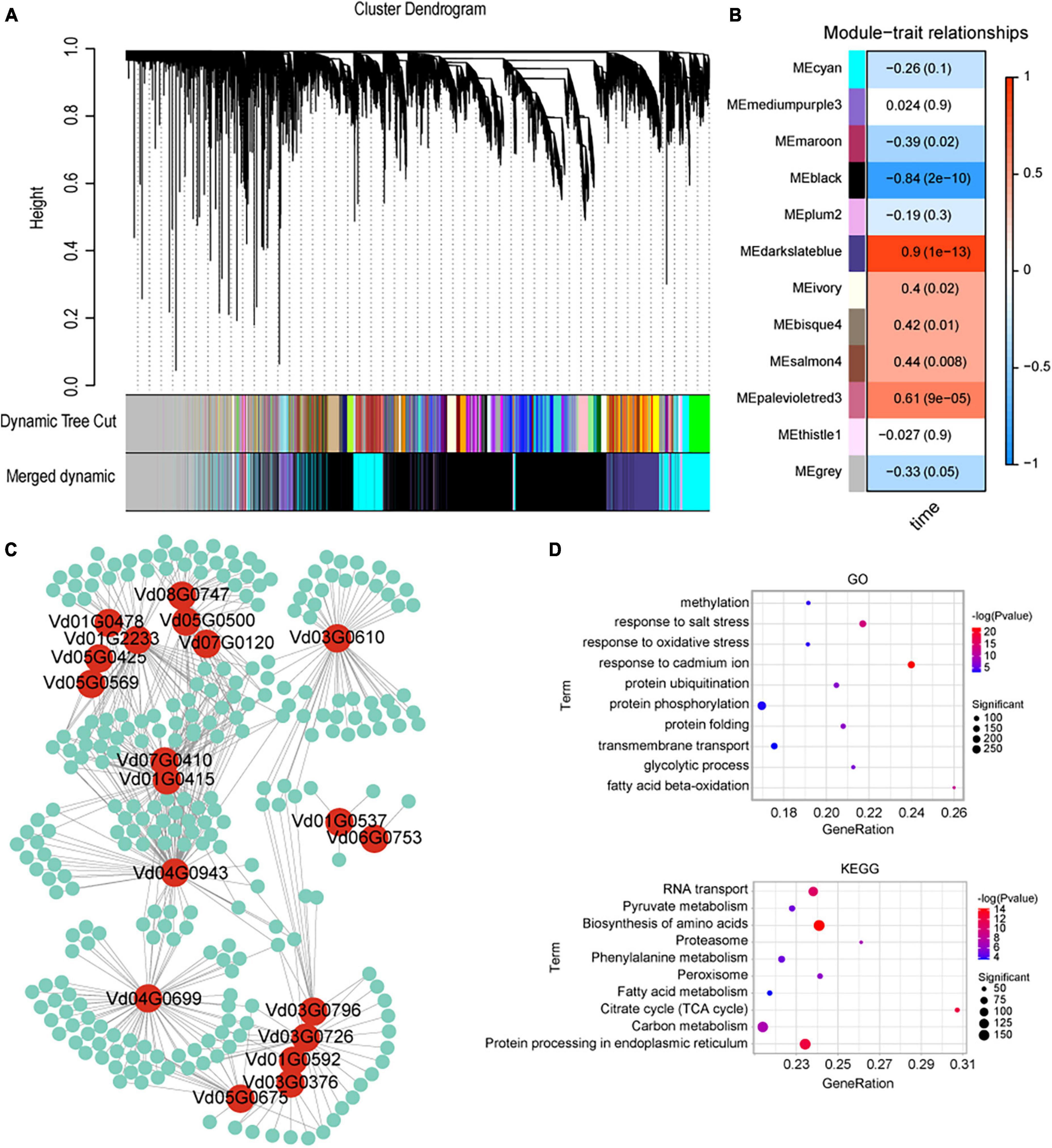 Frontiers High Quality Genome Assembly Of Verticillium Dahliae Vd