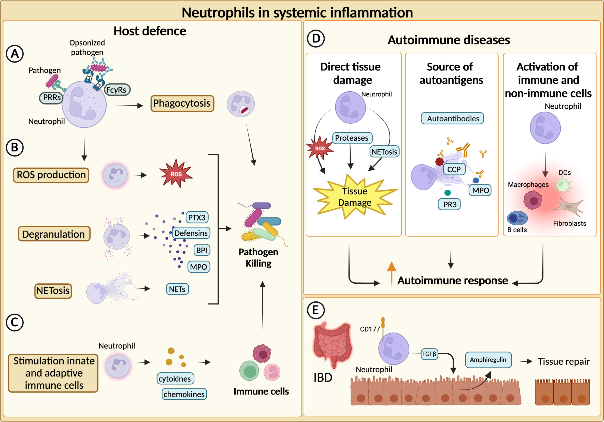 Frontiers Neutrophil Diversity In Inflammation And Cancer