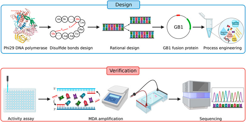 Frontiers Improved Single Cell Genome Amplification By A High