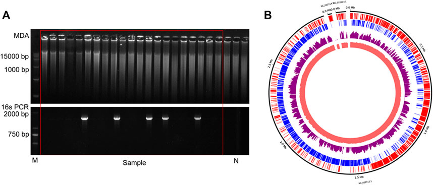 Frontiers Improved Single Cell Genome Amplification By A High