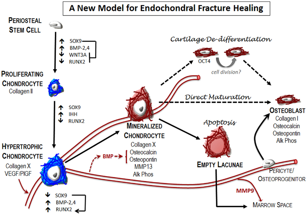 Frontiers | The Multifaceted Role of the Vasculature in Endochondral