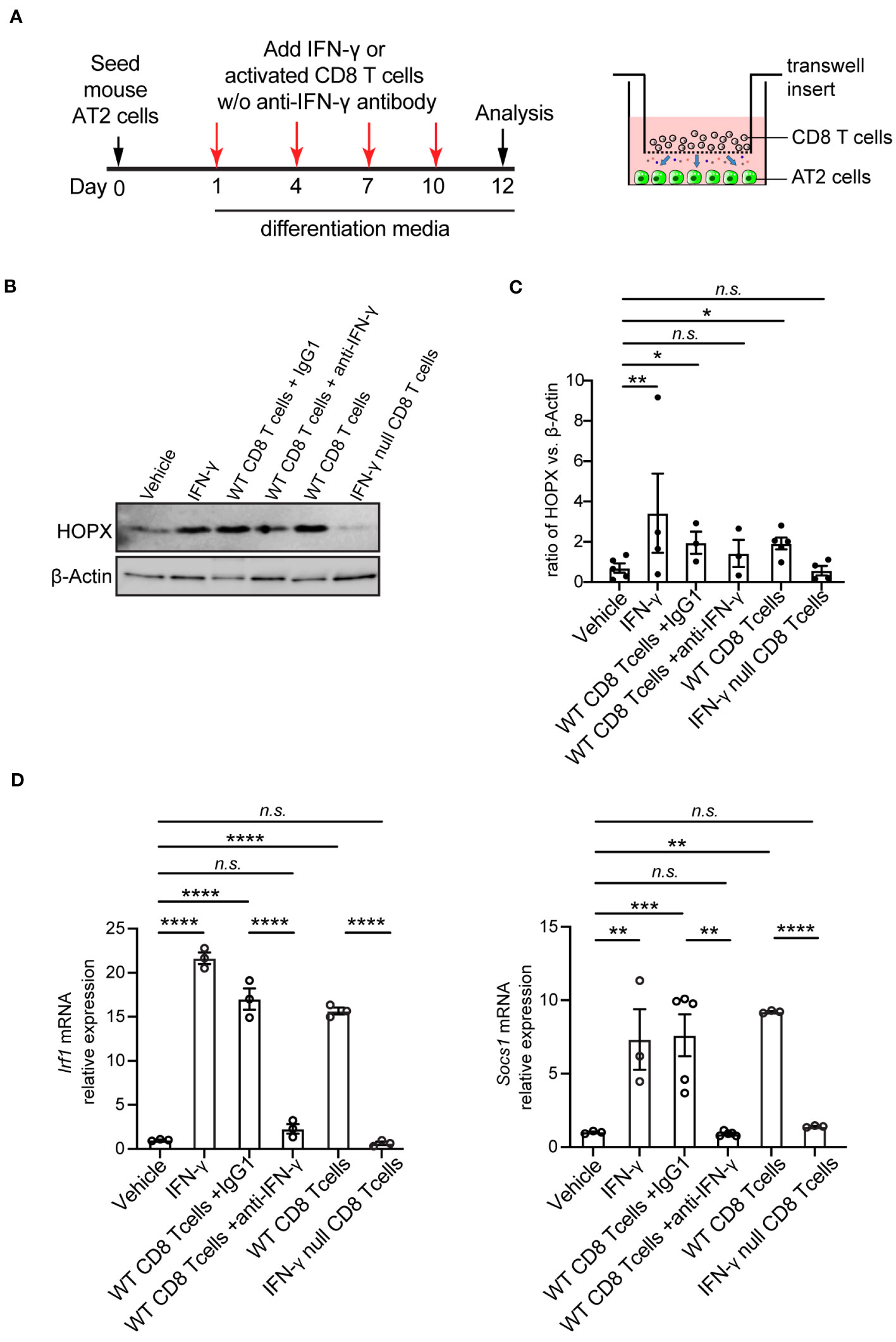 Frontiers Cd T Cell Response And Its Released Cytokine Ifn Are