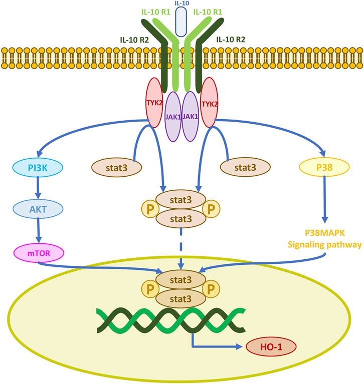 Frontiers Antioxidant Mechanisms Of Mesenchymal Stem Cells And Their