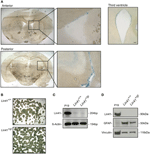 svz-derived neurospheres (nsps)   (a) x-gal staining of anterior