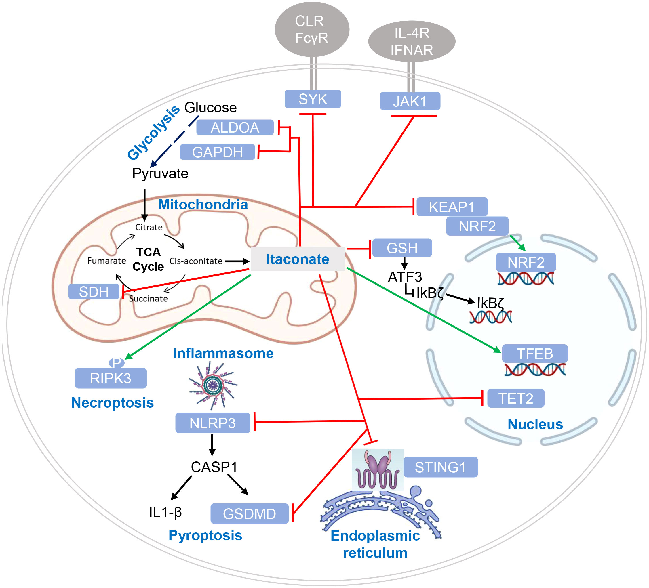 Frontiers Control Of Immune Cell Signaling By The Immuno Metabolite