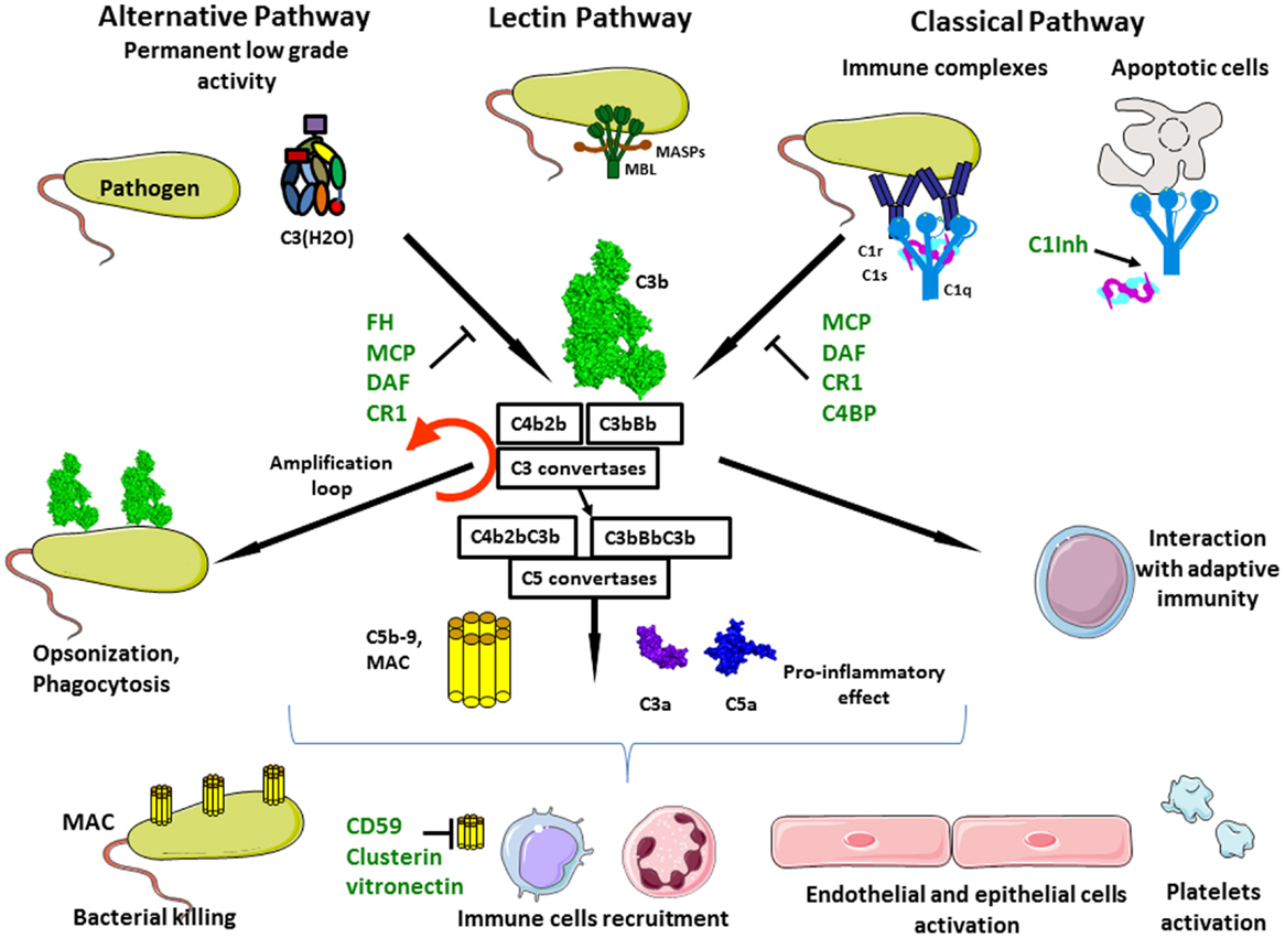 Frontiers Complement System Part II Role In Immunity Immunology