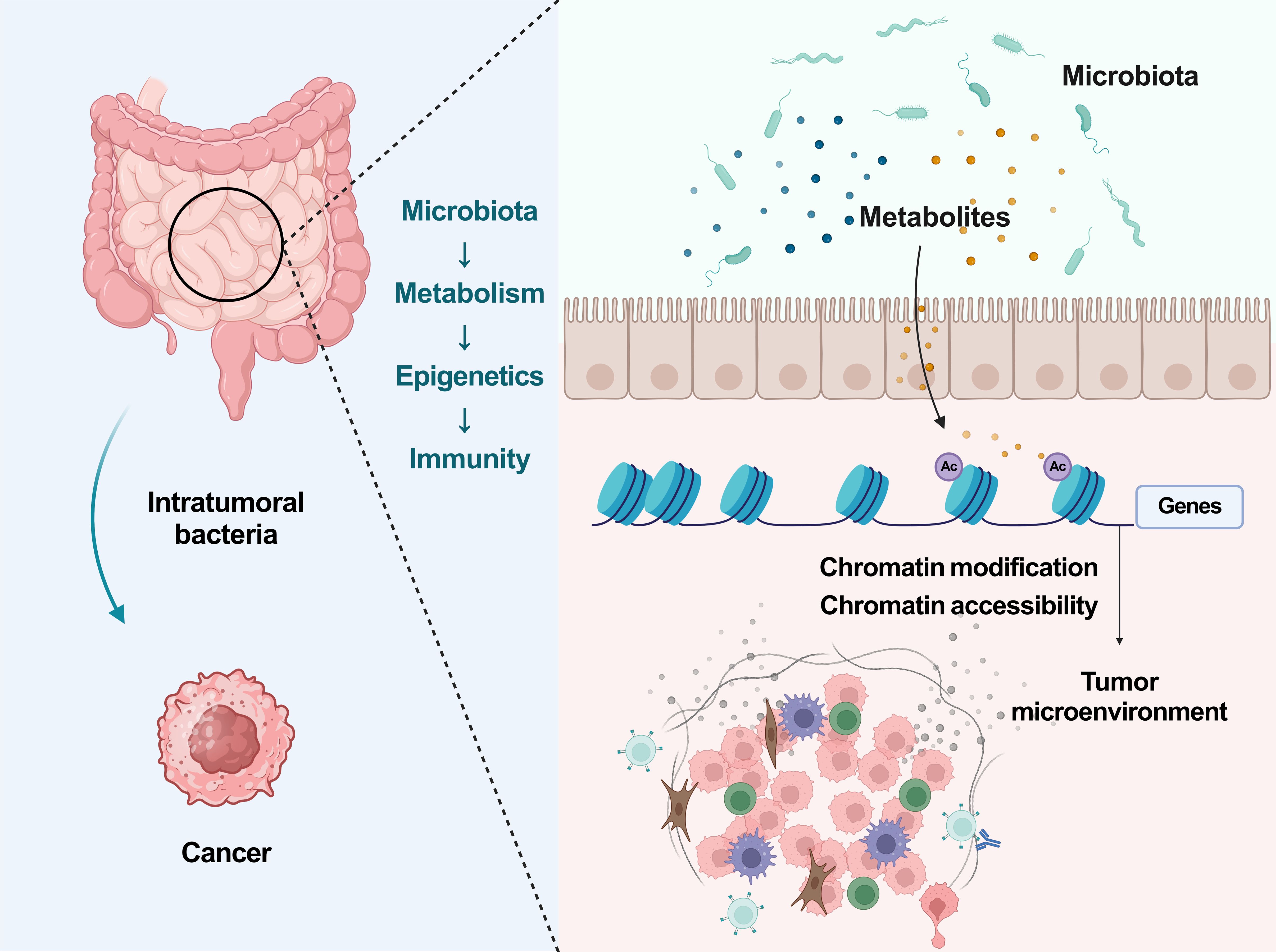 Frontiers Microbiota Metabolism Epigenetics Immunity Axis In Cancer