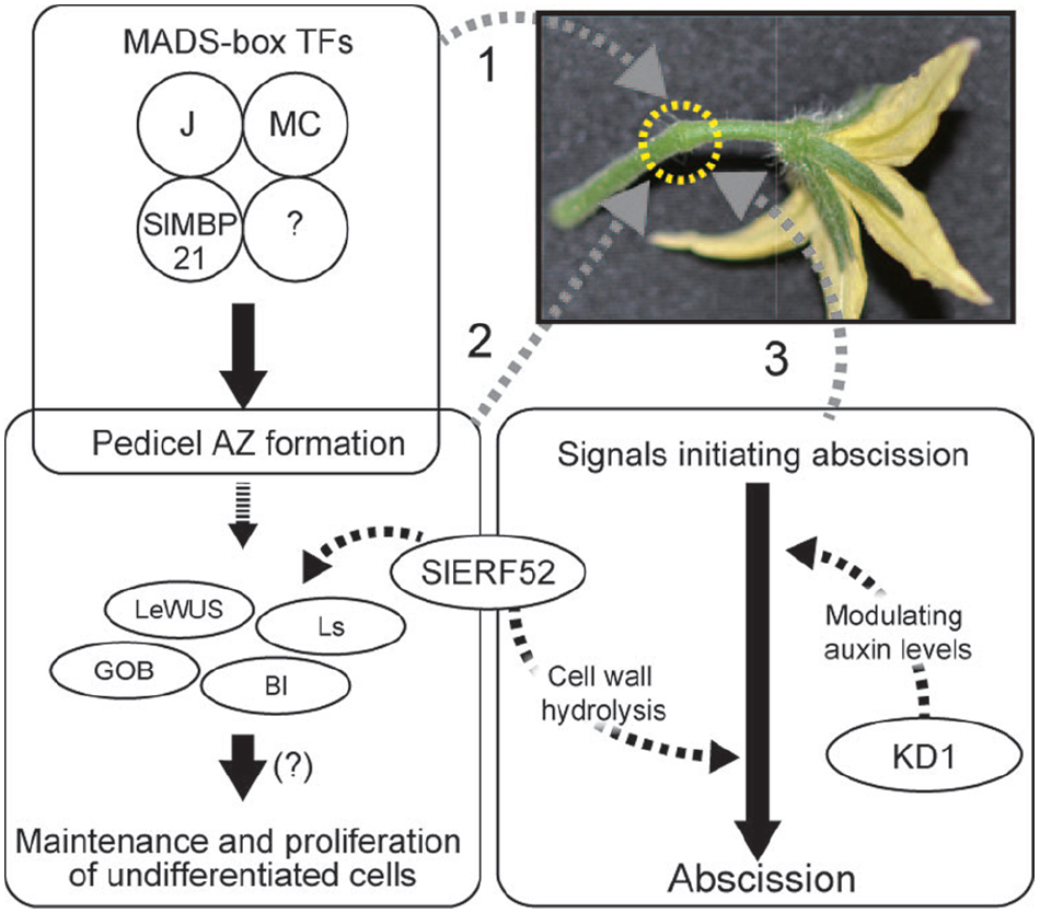 frontiers-development-and-regulation-of-pedicel-abscission-in-tomato