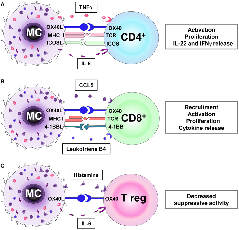 Frontiers Mast Cells As Regulators Of T Cell Responses Immunology