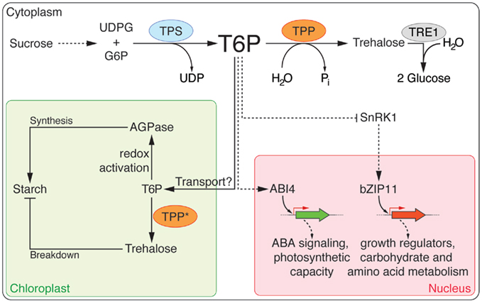 Frontiers Trehalose 6 Phosphate Connecting Plant Metabolism And Development Plant Science