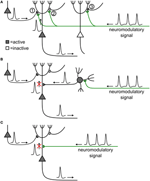 neuromodulator excites an inhibitory cell (filled circle)