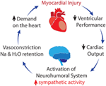 the role of the renal afferent and efferent nerve fibers in