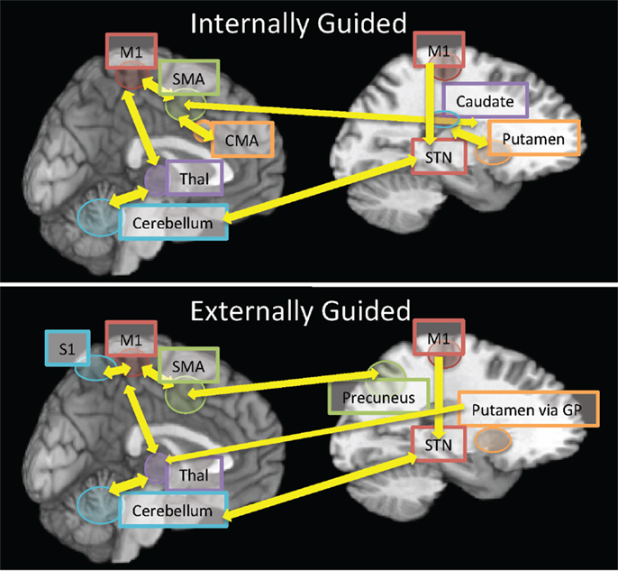 context-dependent neural activation: internally and externally