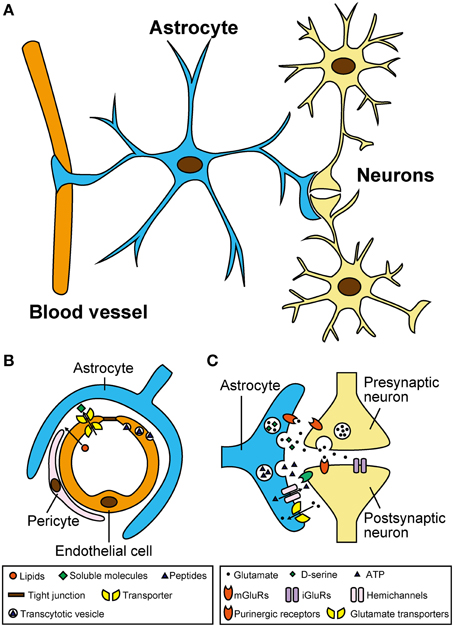 Frontiers Gliotransmitter Release From Astrocytes Functional