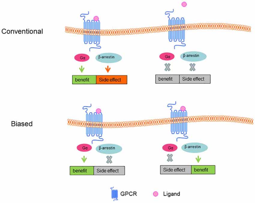 Frontiers G ProteinCoupled Receptors (GPCRs) in Alzheimer’s Disease