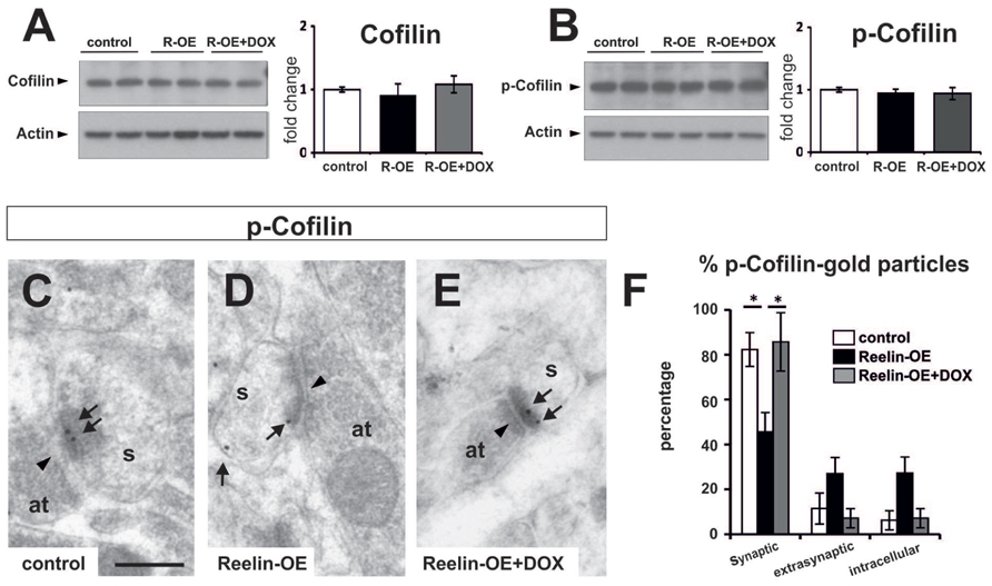 reelin exerts structural, biochemical and transcriptional