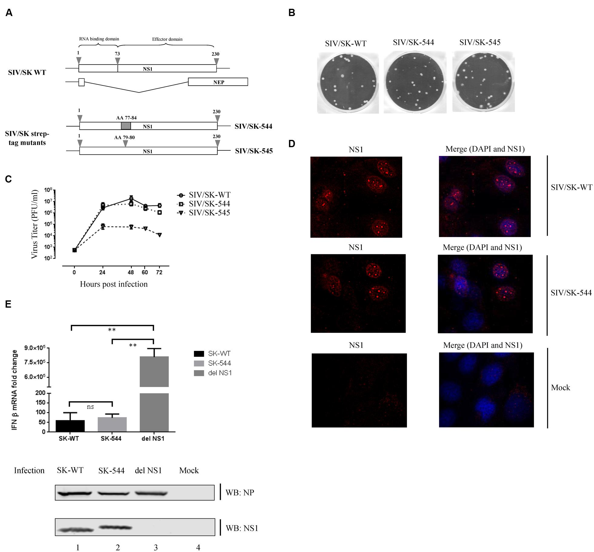 Frontiers Networks Of Host Factors That Interact With Ns Protein Of