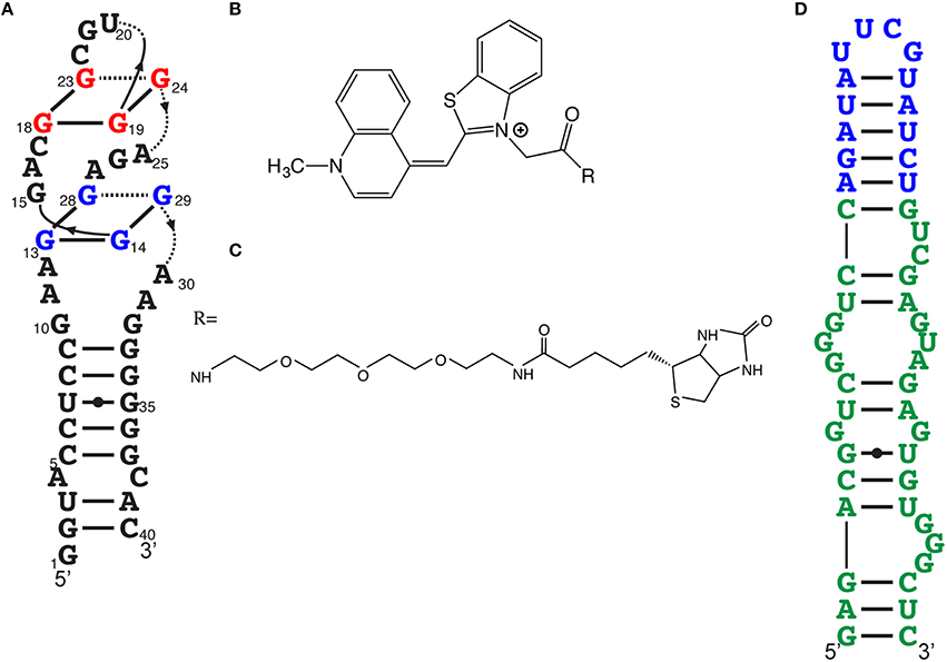 Frontiers | RNA Fluorescence with Light-Up Aptamers | Chemistry