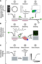 Frontiers A Recombinant Human Pluripotent Stem Cell Line Stably