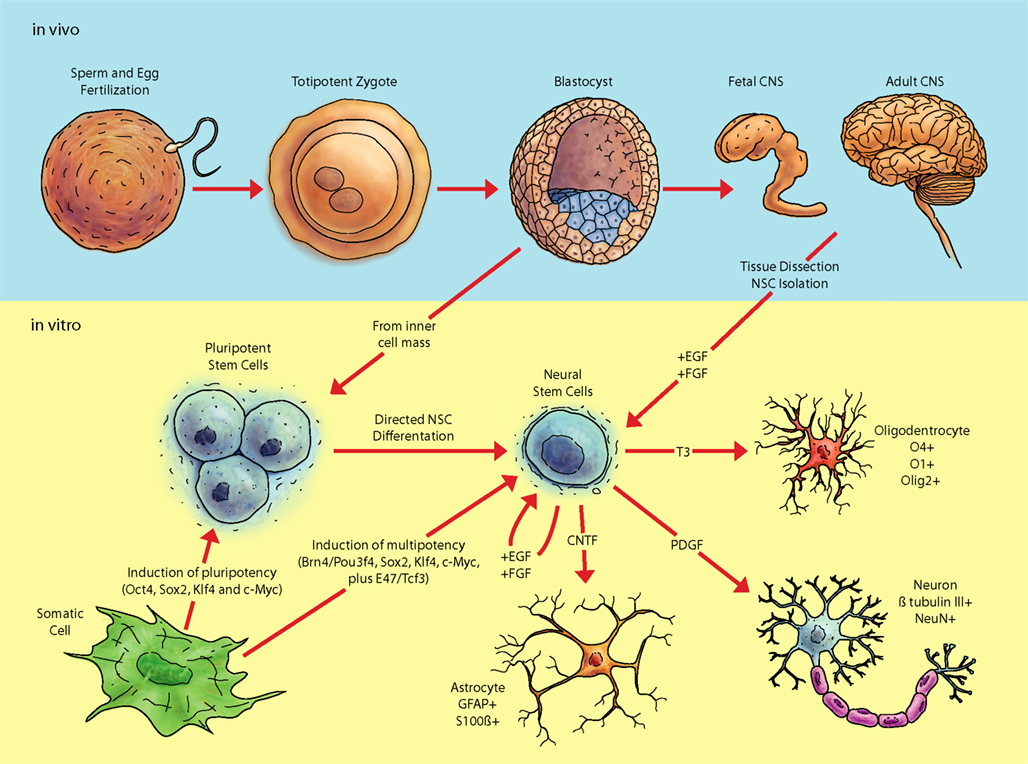 adult stem cells and embryonic stem cells