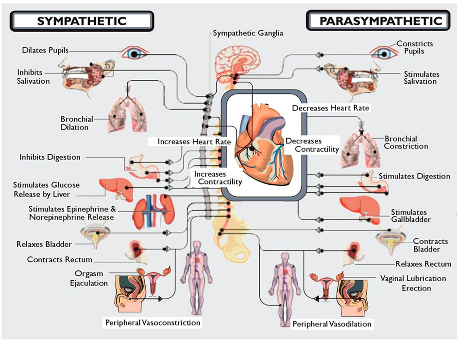 autonomic nervous system vs. somatic nervous system