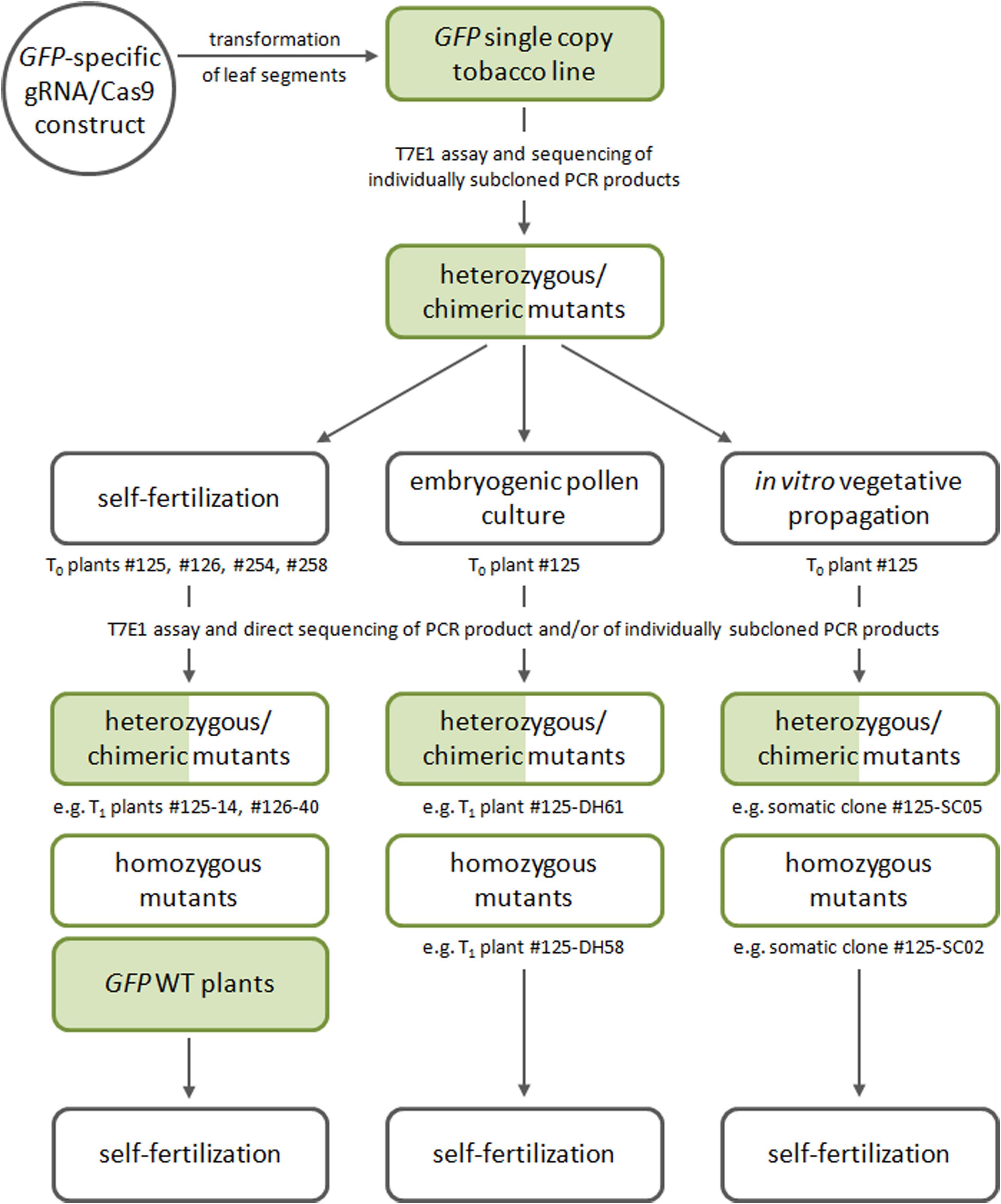 Frontiers RNAGuided Cas9Induced Mutagenesis in Tobacco Followed by