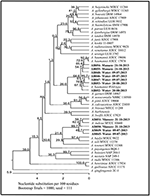 Frontiers Isolation And Characterization Of Acinetobacter Baumannii