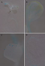 Frontiers Functional And RNA Sequencing Analysis Revealed Expression