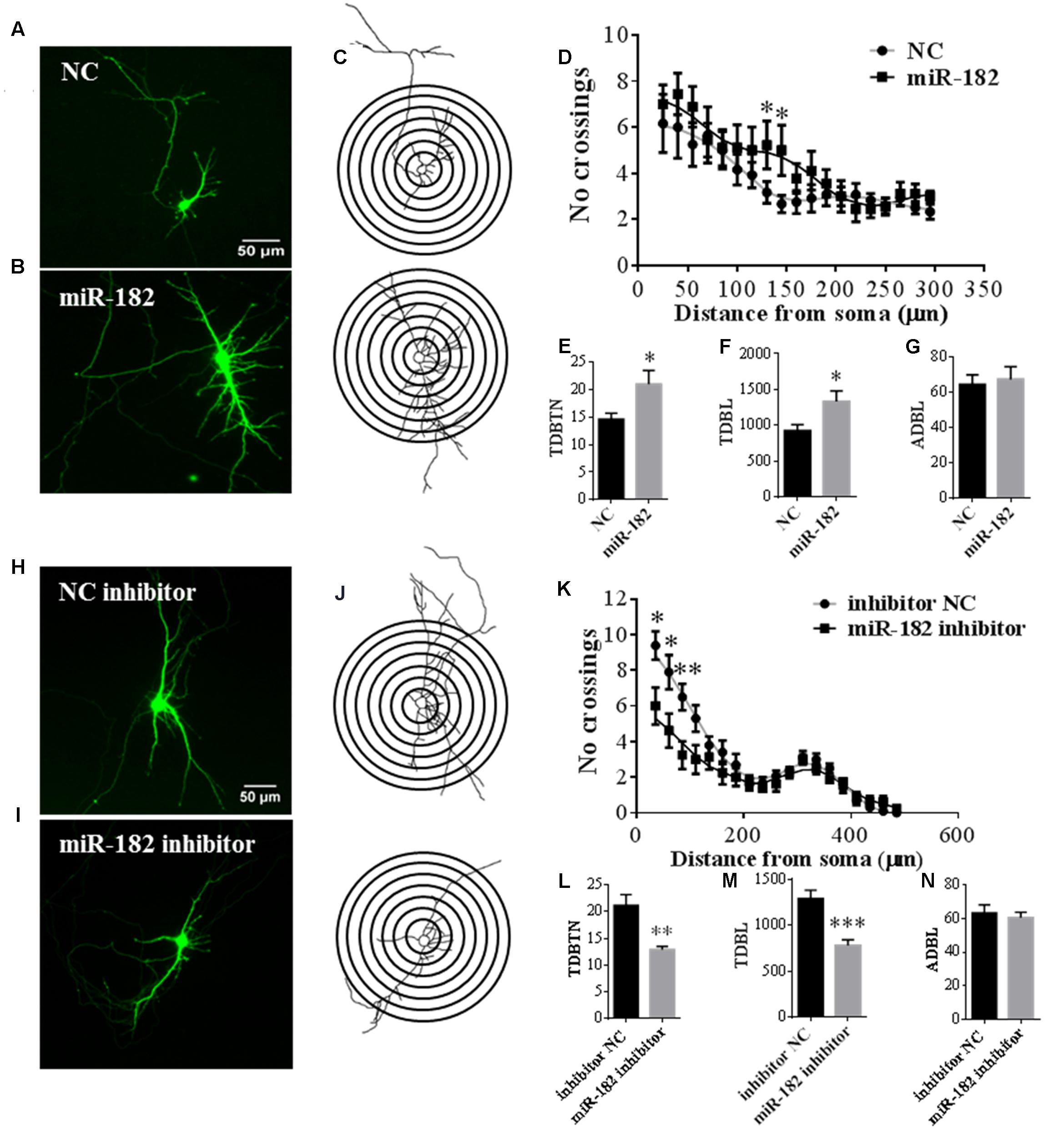 neuron dendrite analysis