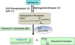 Frontiers Role Of Sphingosine 1 Phosphate In Mast Cell Functions And