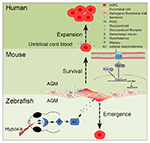 Frontiers | The Role Of Serotonin Beyond The Central Nervous System ...