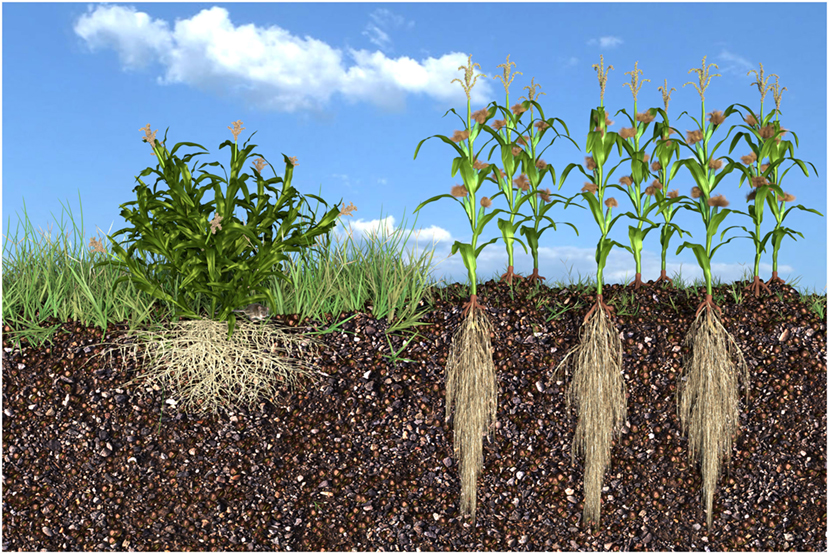 Best soil for corn plant information