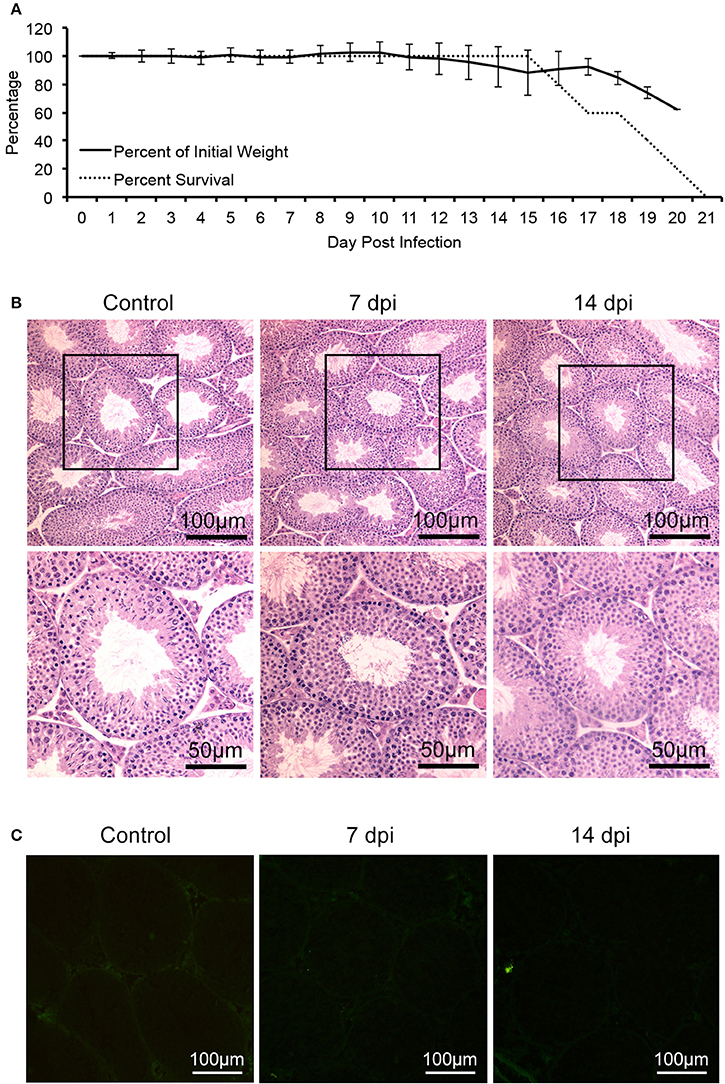 sertoli cells are susceptible to zikv infection in mouse testis
