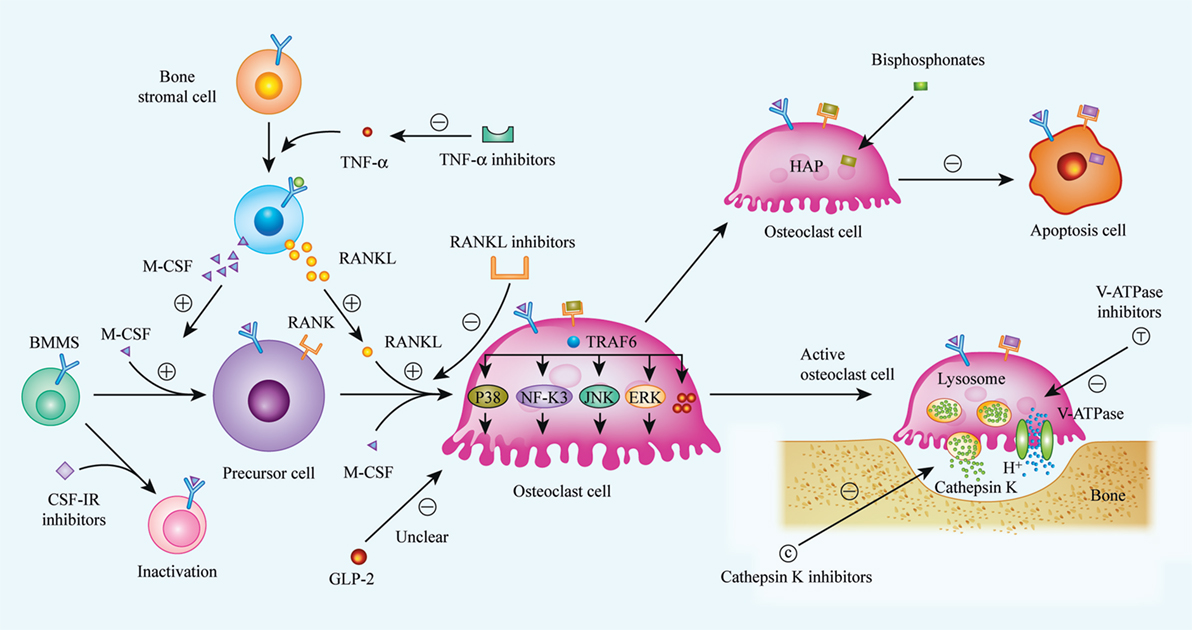 key triggers of osteoclast-related diseases and available